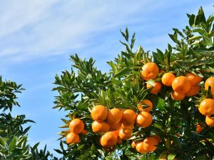 Gliricidia, alternativa al uso de fertilizantes químicos en cítricos