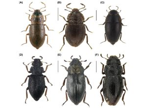 Descubrimiento de dos nuevas especies de coleópteros en Brasil