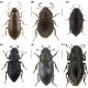 Descubrimiento de dos nuevas especies de coleópteros en Brasil