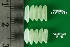 Phyton 27®: un fungicida preventivo, curativo y eficaz contra Lasiodiplodia