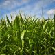 Cambio climático aumentará la presencia de aflatoxinas en maíz