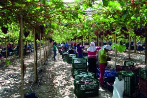 El destajo y los contratistas ayudarán a rentabilizar el agro
