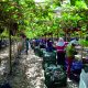 El destajo y los contratistas ayudarán a rentabilizar el agro