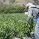 Planasa abre una filial en Perú para el desarrollo de variedades de arándanos