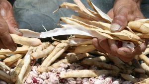 Buscan cultivares de frijol común resistentes a las altas temperaturas