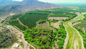 La palta Hass del norte busca nuevos (y más cercanos) horizontes