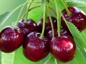 Acido Orto-Silicico demuestra significativos beneficios en calidad exportable en cerezas, uvas y arándanos