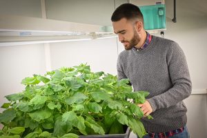 Investigadores obtienen plantas que generan y emiten compuestos presentes en feromonas