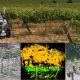 Proyecto europeo creará una plataforma buscan integrar sistemas de multi-robot para realizar operaciones agrícolas de precisión y automatizadas