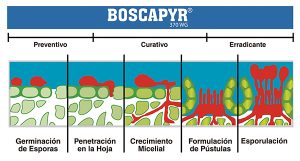 Dos novedosas moléculas de alto uso y eficiencia