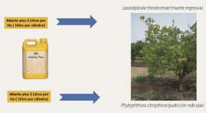 Manejo de Lasiodiplodia y Phytophthora en cítricos con Atlante Plus