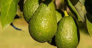 Exportaciones de aguacate de Andalucía crecieron 15% en la campaña 2019-2020