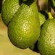 Exportaciones de aguacate de Andalucía crecieron 15% en la campaña 2019-2020