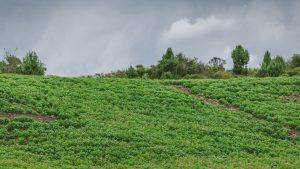 Colombia: el fenómeno de La Niña obliga a productores a mantenerse alertas