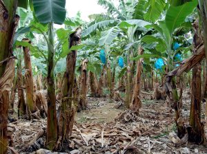 Colombia cuenta con más de 5 millones de hectáreas aptas para cultivos de banano de exportación