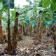Colombia cuenta con más de 5 millones de hectáreas aptas para cultivos de banano de exportación