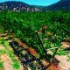 La estadounidense Valmont adquirió la empresa de análisis de cultivos Prospera