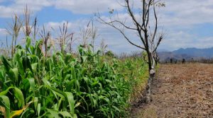 Lluvias y sequías extremas le pasarán factura al agro