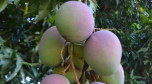 Estudio revela importancia del manejo integrado para controlar la antracnosis en mangos