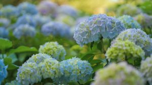 Colombia abrió nuevo mercado: exportarán hortensias al mercado brasileño