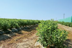 “En Perú tenemos el desafío de trabajar y producir a un costo que tenga relación con el precio de venta de la fruta”