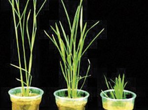 Fundamentos y efectos de los reguladores de crecimiento en el cultivo del aguacate