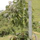 UPL Chile firma un acuerdo estratégico con Agrospec