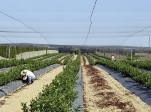 Nueva tecnología de postcosecha que mejora la vida de anaquel de la fruta