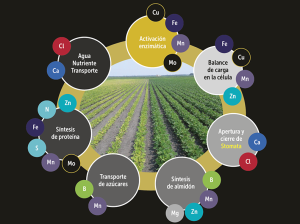 Micronutrientes, una demanda en auge y una oferta altamente competitiva