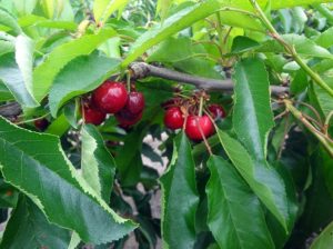 QUICKSOL®, Clave en maduración y postcosecha en cerezos