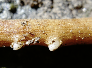 BIOAMINO-L® Suelo vivo y raíces en acción