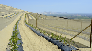 Una industria joven y robusta que traza su futuro en el recambio varietal