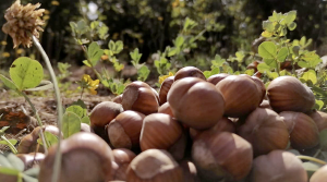 Molibdeno, un buen complemento nutricional en el sur de Chile