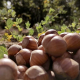 Molibdeno, un buen complemento nutricional en el sur de Chile