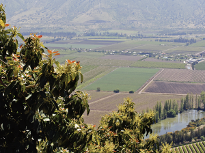 “El problema de la cuaja está muy relacionado con la calidad de la madera”