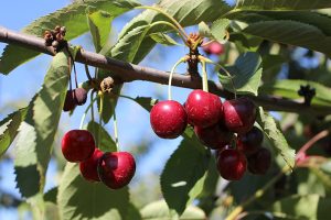 El desafío de la cereza tardía para la campaña que viene