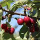 El desafío de la cereza tardía para la campaña que viene