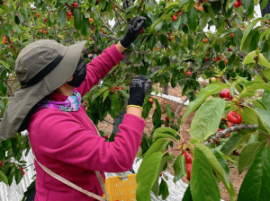 La fórmula que permitió a Chile romper su récord de la cereza más temprana