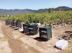 Uso de atriles con mallas: una necesidad para reducir pérdidas de calidad en frutos de arándanos