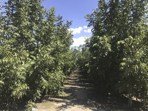Certezas, ilusiones y desafíos de las altas densidades en el cultivo del Nogal