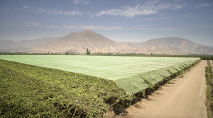 Tecnología de punta para la protección de cultivos