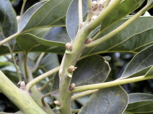 Reguladores de crecimiento para el control de giberelinas en la floración, cuaja y área foliar en palto