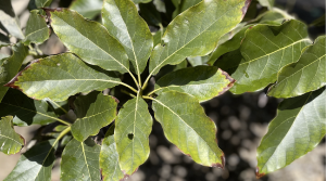 Mitigación del daño por estrés salino en paltos Hass