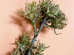Fitoplasmas de la vid en Chile: insectos vectores y plantas reservorios