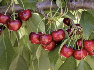 Variedades de cerezas con bajos requerimientos se presentan como la mejor alternativa para el futuro de la industria