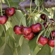 Variedades de cerezas con bajos requerimientos se presentan como la mejor alternativa para el futuro de la industria