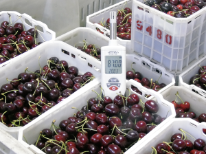 Propuestas para disminuir la deshidratación en postcosecha de cerezas
