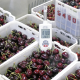 Propuestas para disminuir la deshidratación en postcosecha de cerezas