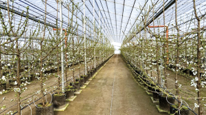 El huerto de cerezos más tecnológico del mundo está en Hungría