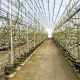 El huerto de cerezos más tecnológico del mundo está en Hungría
